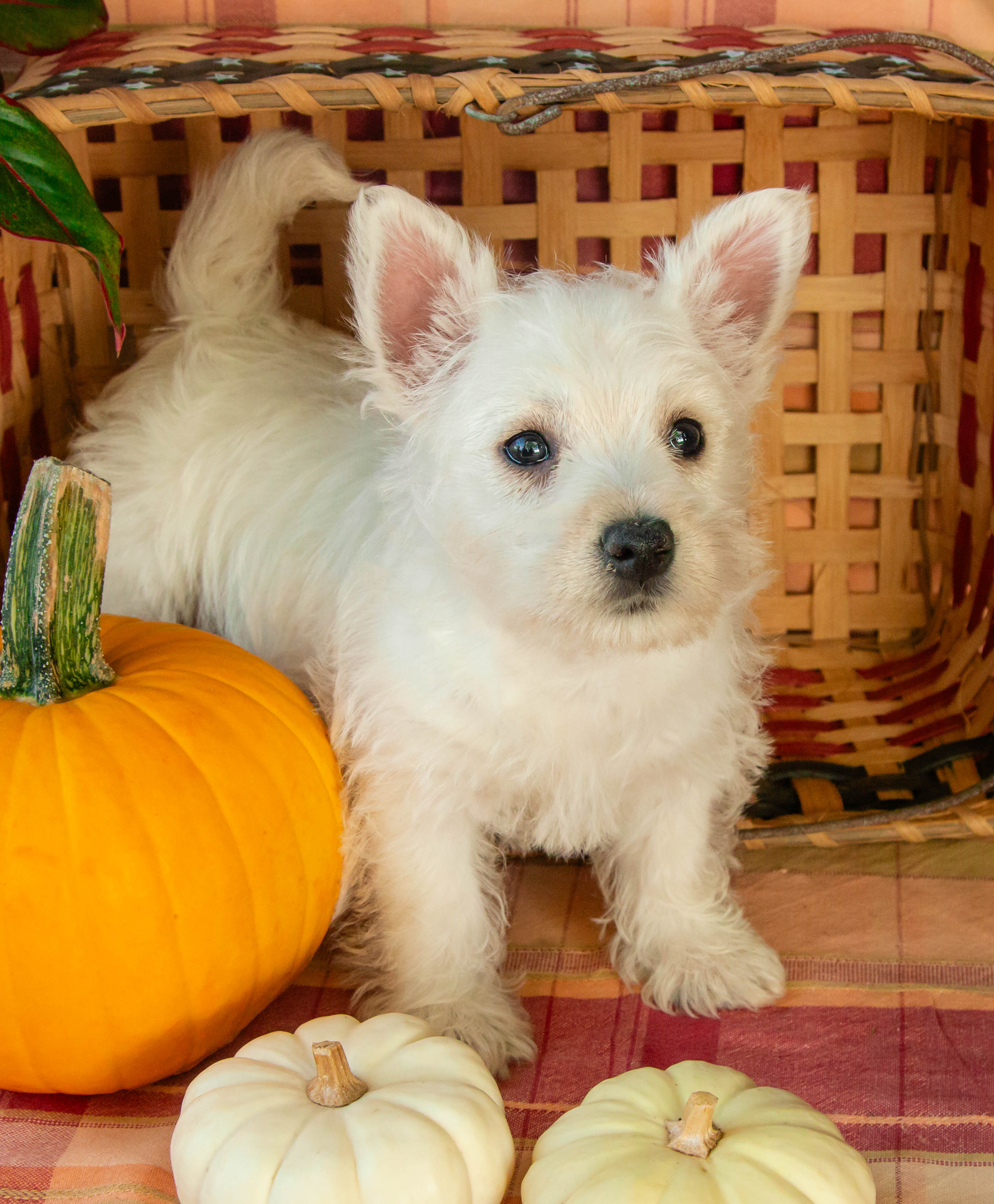 puppy, for, sale, West Highland White Terrier, Amos B. King, dog, breeder, Romney, WV, dog-breeder, puppy-for-sale, forsale, nearby, find, puppyfind, locator, puppylocator, aca